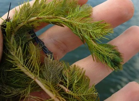 Eurasian Milfoil