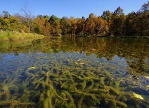 Treatment of Eurasian Milfoil